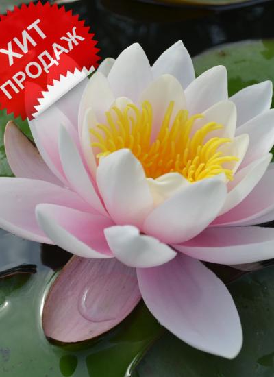 Водяная лилия Карнея (Nymphaea Marliacea Carnea) Водяная лилия Карнея (Nymphaea Marliacea Carnea) с розовыми цветами фото