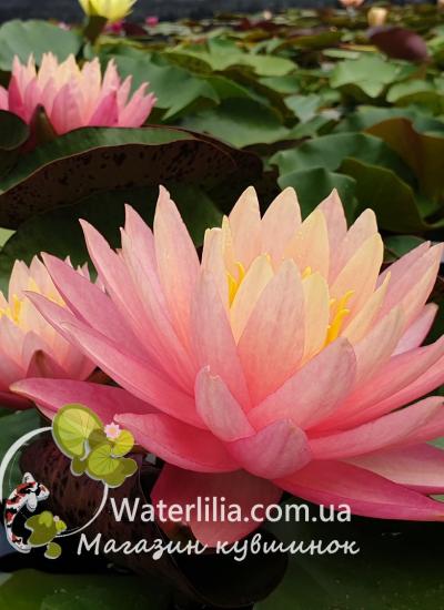Кувшинка Perry's Autumn Sunset питомник Waterlilia кувшинка Perry's Autumn Sunset фото