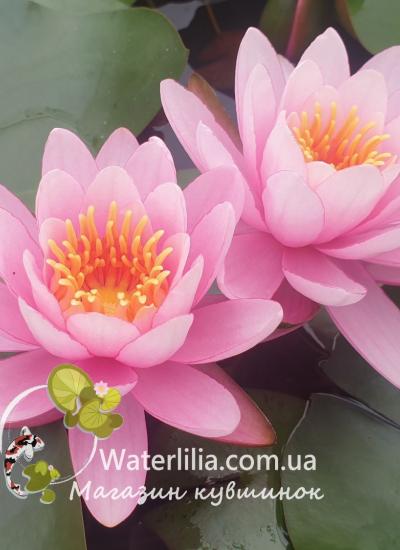 Водяная лилия Pink Sensation питомник Waterlilia Водяная лилия Pink Sensation фото