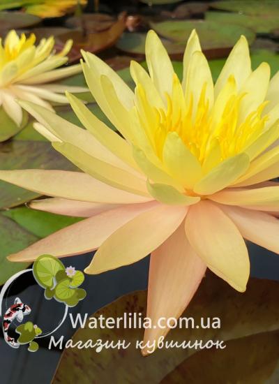 Водяная лилия Pinwaree фото
