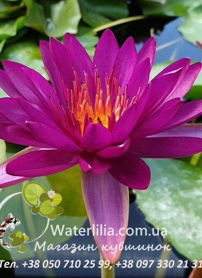 Водяная лилия Purple Fantasy Водяная лилия Purple Fantasy фото