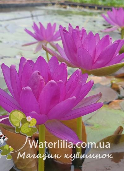 Водяная лилия Violicious в питомнике Waterlilia Водяная лилия Violicious цветение фото