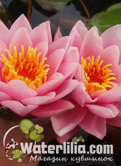 Кувшинка Water Pink Cream фото
