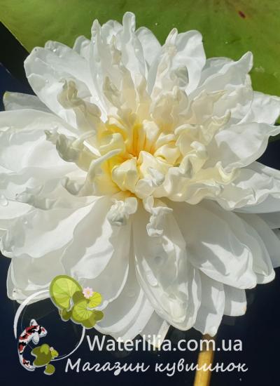 Водяная лилия White 1000 petals фото цветка