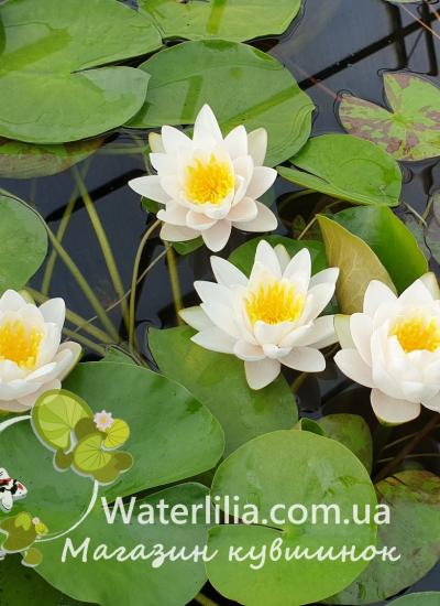 Карликовая нимфея WL Water White Baby в питомнике Waterlilia Карликовая нимфея WL Water White Baby фото
