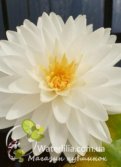 Nymphaea White Fairy фото цветка