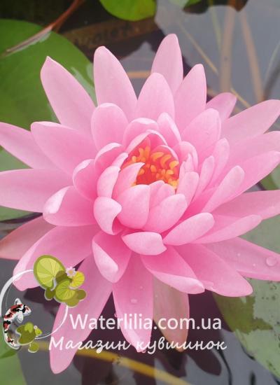 Водяная лилия Wild Fire питомник Waterlilia Водяная лилия Wild Fire фото цветка