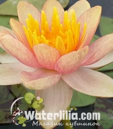 Водяная лилия Chrysantha фото