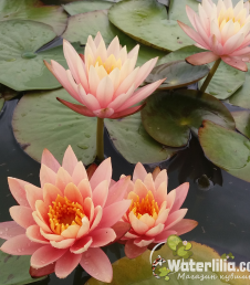 Nymphaea Colorado фото