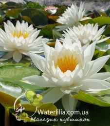 Кувшинка White Sensation фото