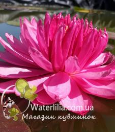 Водяная лилия Fuchsia Pom Pom фото цветка