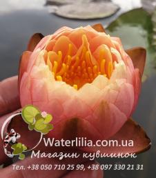 Водяная лилия Golden Goblet фото цветка