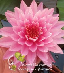 Нимфея WL Water Irina фото
