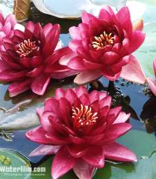 Nymphaea Almost Black foto