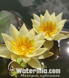 Кувшинка pygmaea Helvola фото