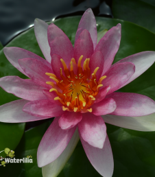 Nymphaea Laydekeri Rosea Prolifera фото