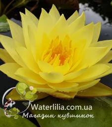 Водяная лилия Lemon Drop фото