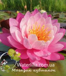 Нимфея Magic Fairy фото цветка