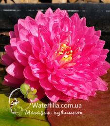 Nymphaea Manickam foto