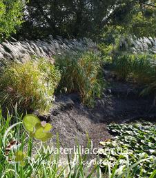 Miscanthus giganteus фото