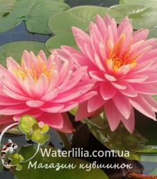 Nymphaea Morning Fairy фото