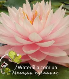 Nymphaea Big Boss фото