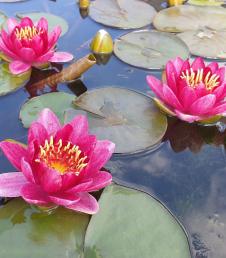 Nymphaea Burgundy Princess фото