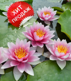 Нимфея Flammea Хит продаж фото