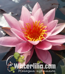Nymphaea Rose Arey Кувшинка Роуз Эрей фото