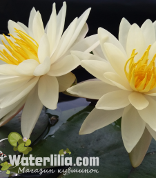 Кувшинка Texas Dawn фото