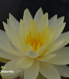 Nymphaea Norma God'e foto