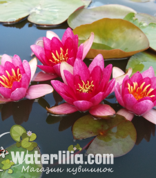 Водяная лилия Ellisiana фото