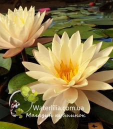 Водяная лилия Peace Lily фото