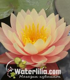 Водяная лилия Pink Lemonade фото