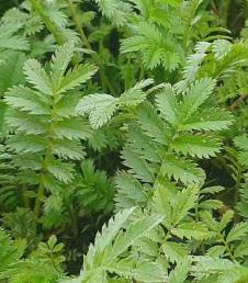 Silverweed Potentilla anserina фото