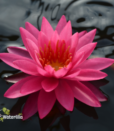 Nymphaea Tan Khwan Кувшинка Тан Кван фото