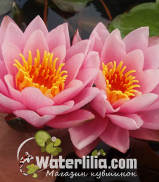 Кувшинка Water Pink Cream фото