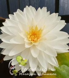 Nymphaea White Fairy фото цветка