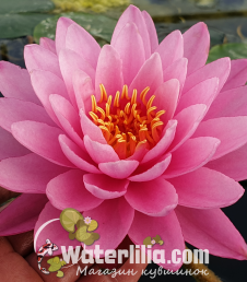 Водяная лилия WL Water Autumn Kiss фото
