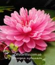 Водяная лилия April Peony фото