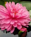 Водяная лилия April Peony фото
