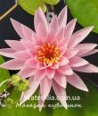 Nymphaea WL Water Astra фото