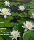 Водяная лилия Marliacea Albida фото