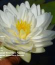 Nymphaea Gonnere Кувшинка Жоннери фото
