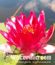 Нимфея Black Cherry фото