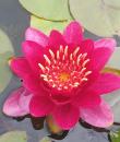 Nymphaea Burgundy Princess фото
