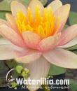 Водяная лилия Chrysantha фото