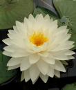 Nymphaea White Fairy фото цветка