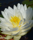 Nymphaea Gonnere Кувшинка Жоннери фото