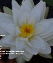 Nymphaea Gonnere Кувшинка Жоннери фото